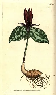 Toadshade or sessile trillium, Trillium sessile