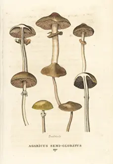 Agaricus Prints: Toadstools, Agaricus semi-globatus