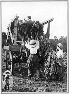 Practical Collection: Tobacco farm in Norfolk