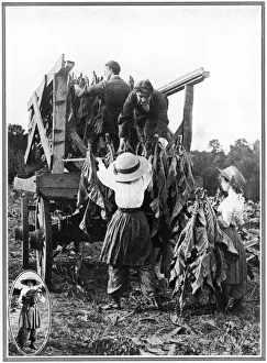 Skirts Prints: Tobacco farm in Norfolk