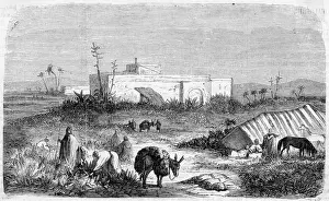 Tobacco harvest in Algeria