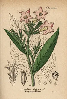 Tabacum Gallery: Tobacco, Nicotiana tabacum