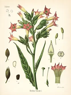 Tobacco, Nicotiana tabacum
