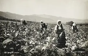 Tobacco Pickers - Bulgaria