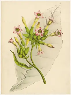 Tobacco Plant
