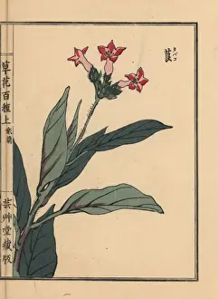 Tobacco plant, Nicotiana tabacum