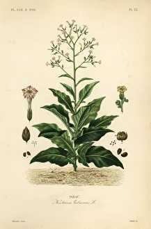 Oudet Gallery: Tobacco plant, Nicotiana tabacum