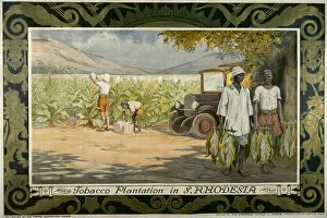 Adverts Gallery: Tobacco Plantation