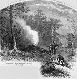 Planting Prints: Tobacco Plantation