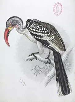 Perching Prints: Tockus erythrorhynchus, Red-billed hornbill