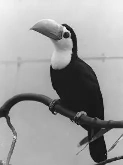 Toco Toucan