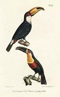 Oeuvres Collection: Toco toucan and ariel toucan