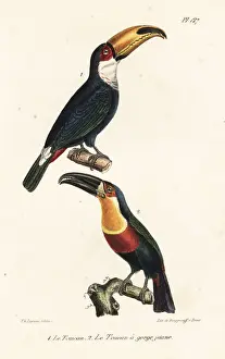 Completes Prints: Toco toucan and ariel toucan