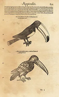 Piedmontese Prints: Toco toucan, Ramphastos toco
