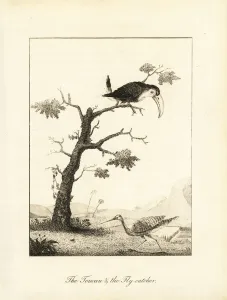 Flycatcher Prints: Toco toucan and sunbittern