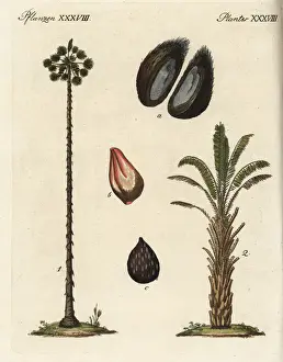 Palmyra Prints: Toddy palm and oil palm