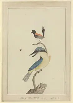 Backed Prints: Todiramphus sanctus, Malurus melanocephala