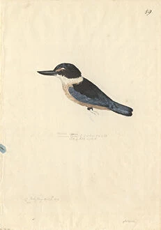 Forster Collection: Todiramphus sanctus, sacred kingfisher