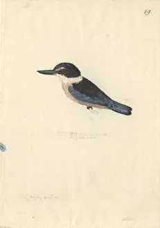 Forster Collection: Todiramphus sanctus, sacred kingfisher
