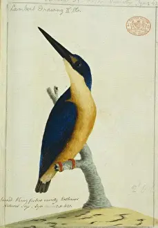 Todiramphus sanctus, sacred kingfisher