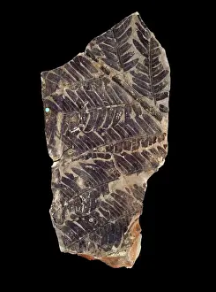 Polypodiophyta Prints: Todites denticulatus