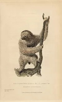 Landseer Collection: Three toed sloth, Bradypus tridactylus