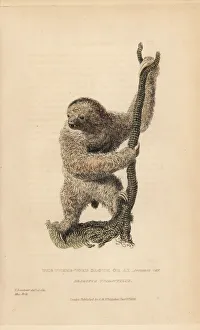 Landseer Collection: Three toed sloth, Bradypus tridactylus