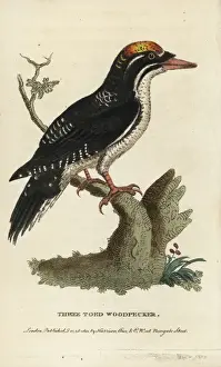 Georgeedwards Prints: Three toed woodpecker, Picoides tridactylus