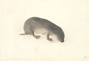 Tofer capensis