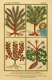 Cinnamon Prints: Toilet / Perfume 12C Ms