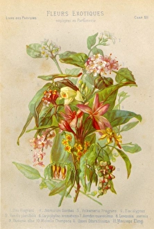 Vanilla Gallery: Toilet / Perfume / Flowers