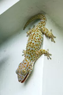 Amphibians Collection: Tokay Gecko - adult on a corner of a building after