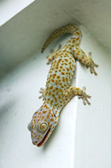 Amphibians Collection: Tokay Gecko - adult on a corner of a building after