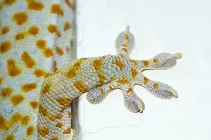 Amphibians Collection: Tokay Gecko - adult front foot holding onto a corner
