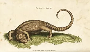 Amphibia Collection: Tokay gecko, Gekko gecko