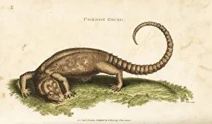 Amphibia Collection: Tokay gecko, Gekko gecko