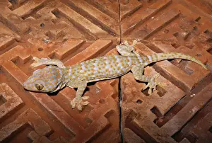 Texture Prints: Tokay GECKO - on wooden flooring
