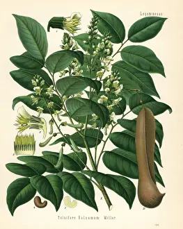 Tolu balsam, Myroxylon balsamum