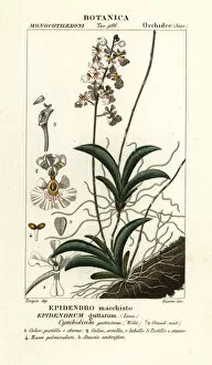 Laurent Collection: Tolumnia guttata orchid