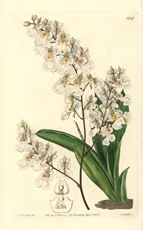 Botanicalillustration Prints: Tolumnia pulchella orchid