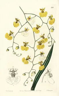 Tolumnia urophylla orchid