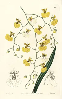 Oncidium Prints: Tolumnia urophylla orchid