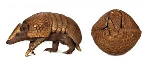 Curl Collection: Tolypeutes tricinctus, Brazilian three-banded armadillo