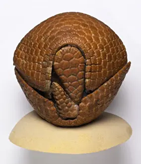 Tolypeutes tricinctus, Brazilian three-banded armadillo