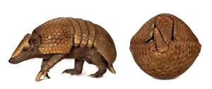 Theria Prints: Tolypeutes tricinctus, Brazilian three-banded armadillo