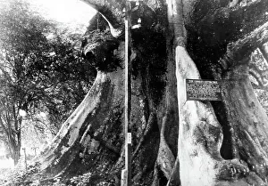 Tom Cringle's Cotton Tree, St Catherine, Jamaica