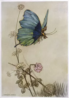Butterflies Gallery: Tom Thumb + Butterfly