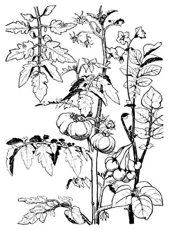Midgley Collection: Tomatoes