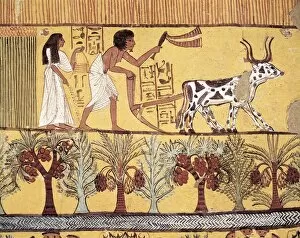 Oxen Gallery: Tomb of Sennedjem. Mural painting