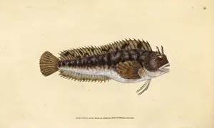 Donovan Prints: Tompot blenny, Parablennius gattorugine